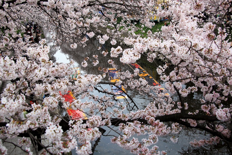 五条川の桜と鯉のぼり (800x533)